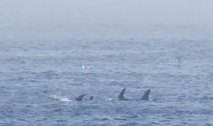 a group of dolphins in the ocean water