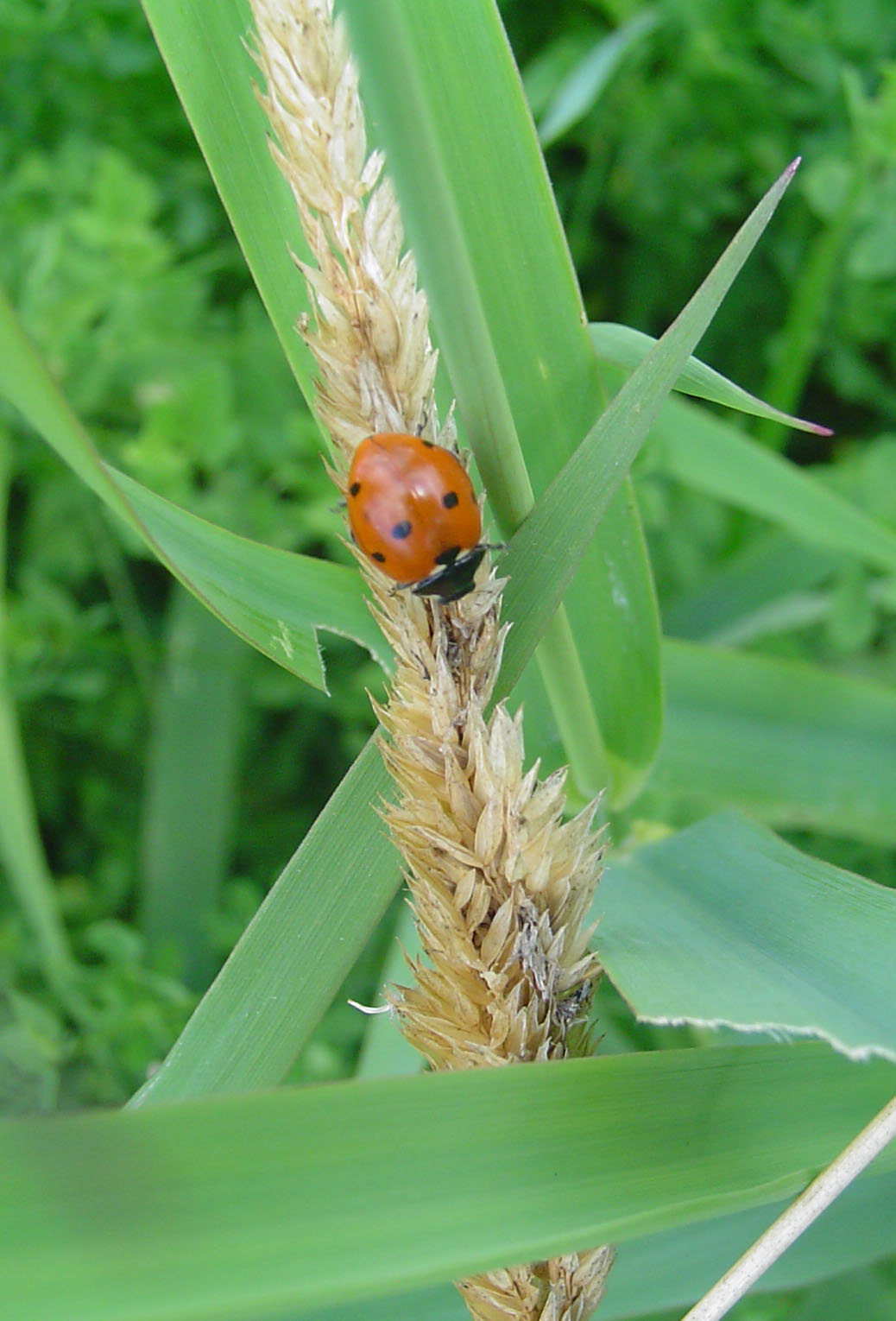 a red and black bug sitting on a plant