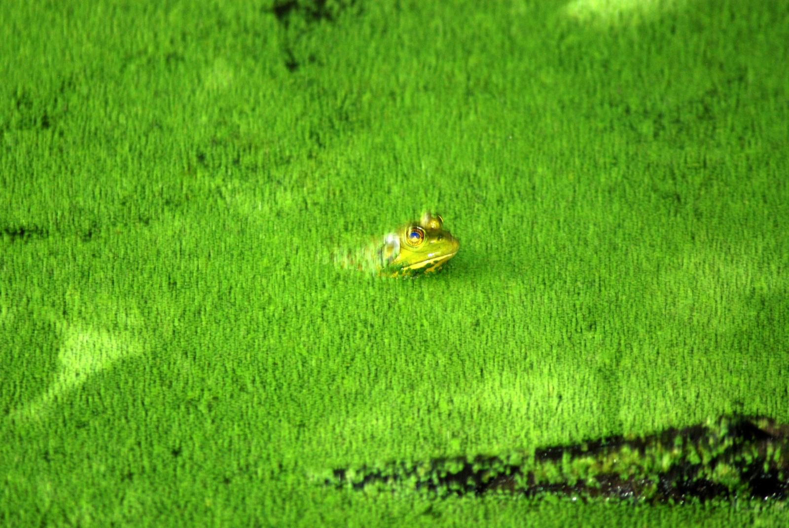 a yellow erfly sitting on a green grass field