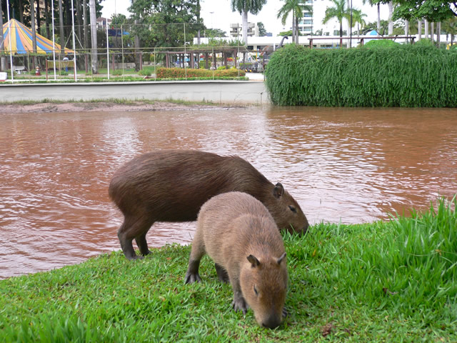 two animals grazing in the grass near a pond