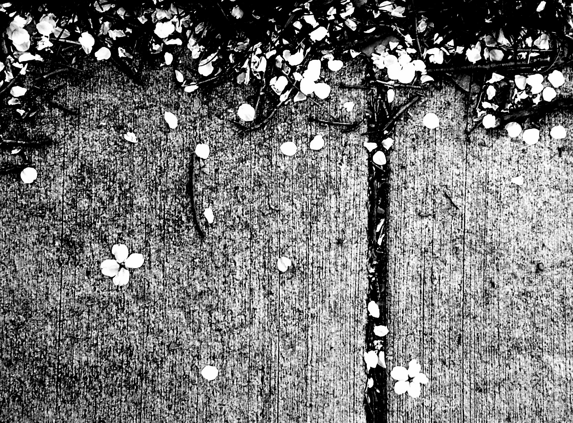 black and white pograph of a leaf covered umbrella