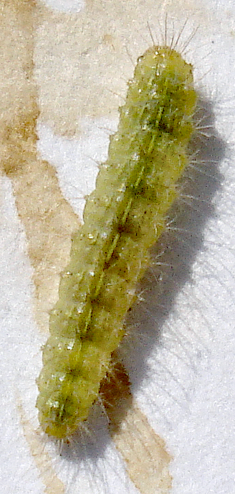the green substance on the body of a fuzzy, fuzzy insect