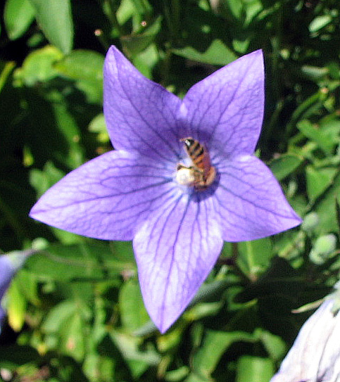 a bee that is sitting on the inside of a purple flower