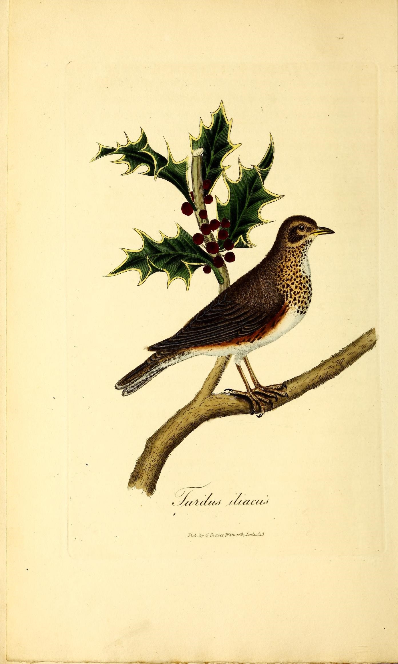 an antique christmas card depicting a bird on a tree limb