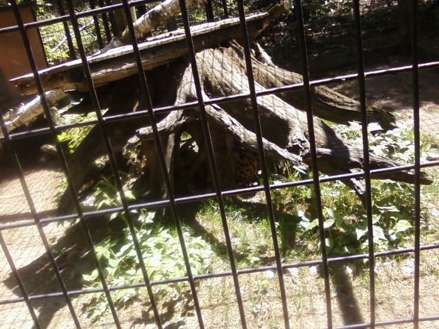 there are some trees that are growing behind the fence