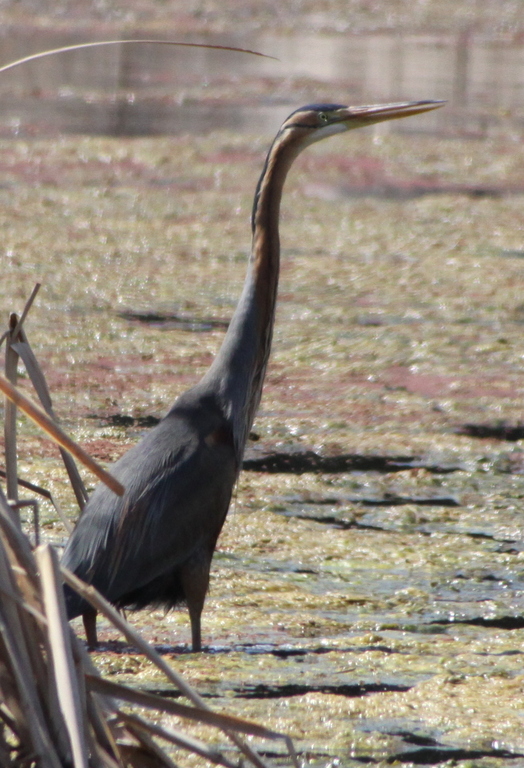 a large bird standing in the water with reeds