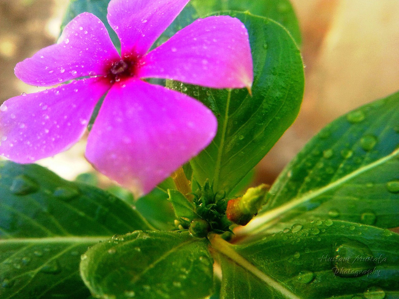 purple flowers with green leaves and water drops on them