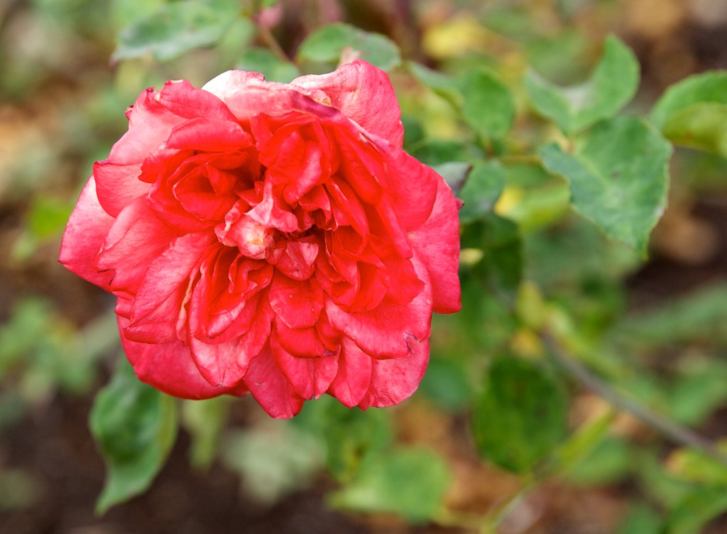 a red rose sitting on a green plant