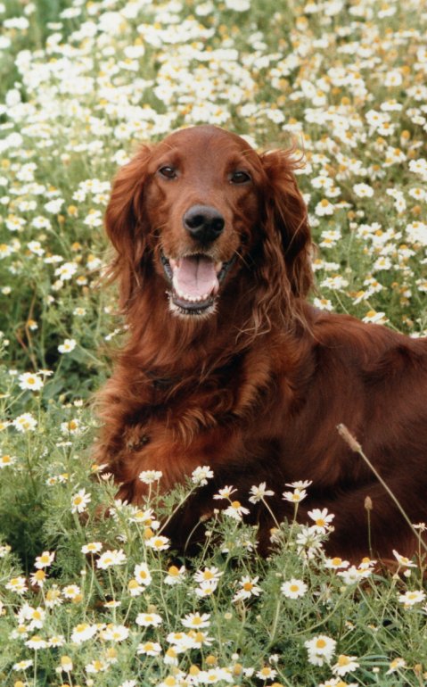 an irish setter in the middle of a field full of wild flowers