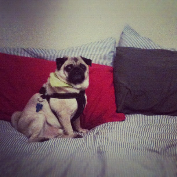 a small pug dog sitting on the back of a bed with red pillows