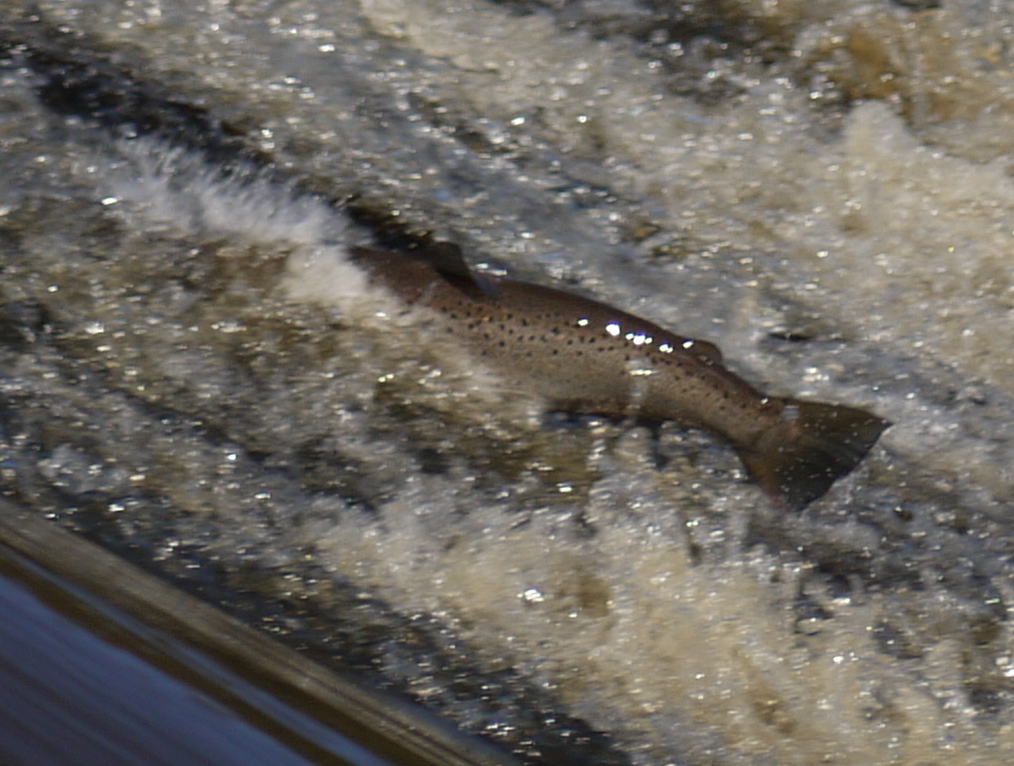 a fish swimming through some white water