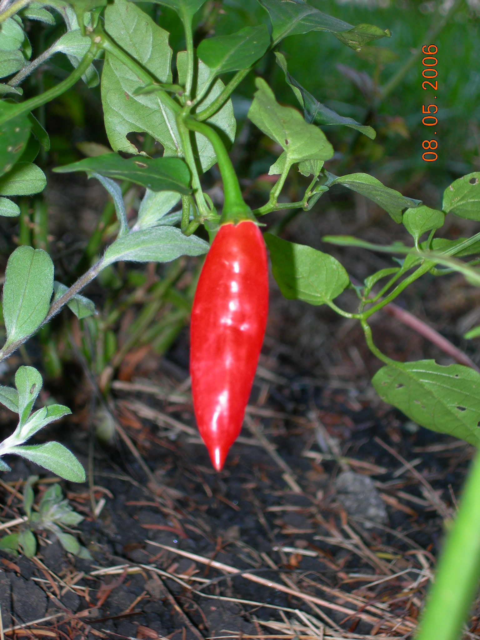 a red chili plant with many green leaves