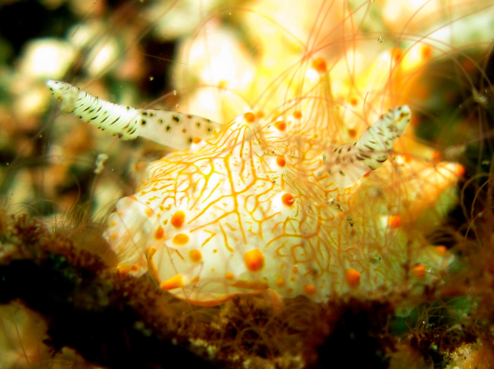 an up close po of an orange sea net