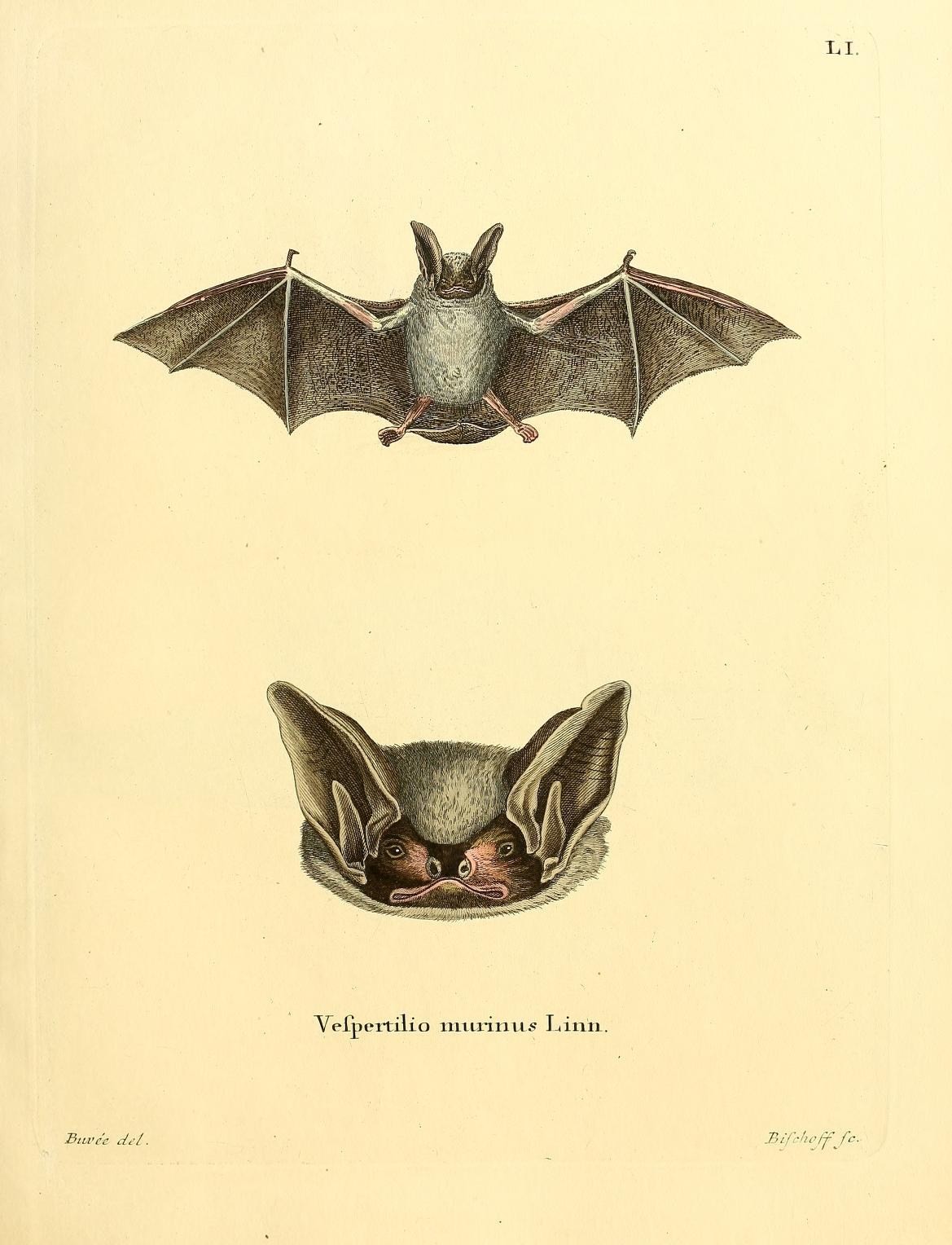 the front and back of a print of bats