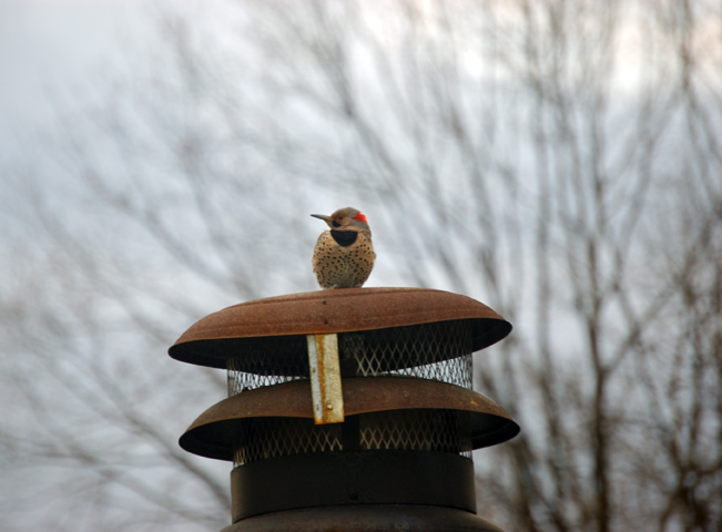 a bird sitting on top of a metal lantern