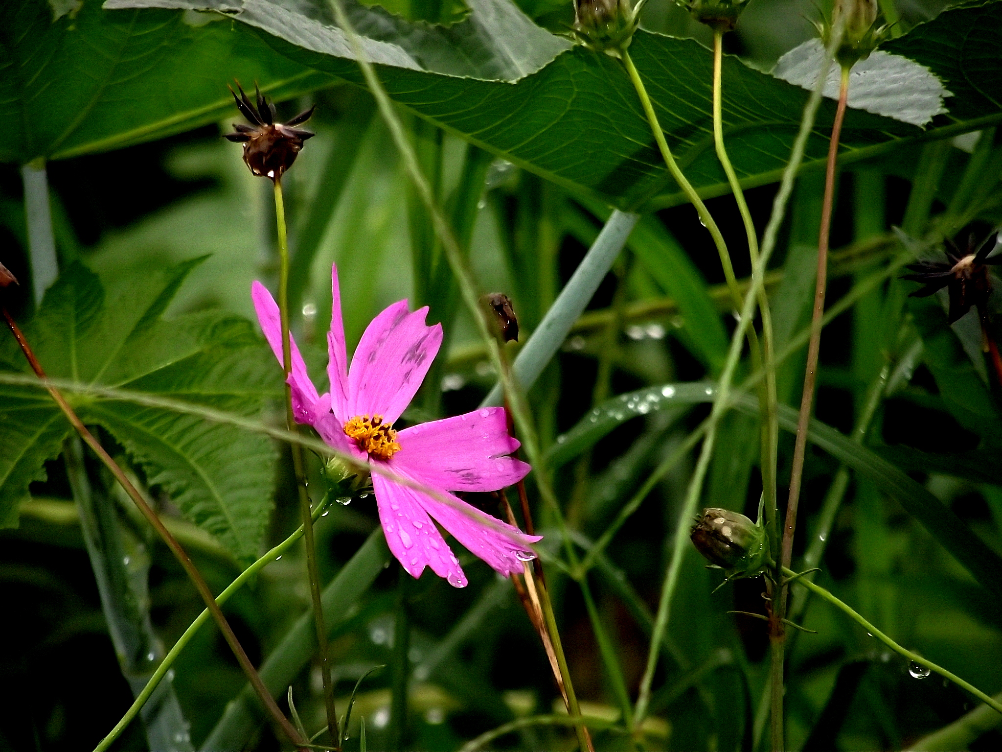 a pink flower in some plants and grass