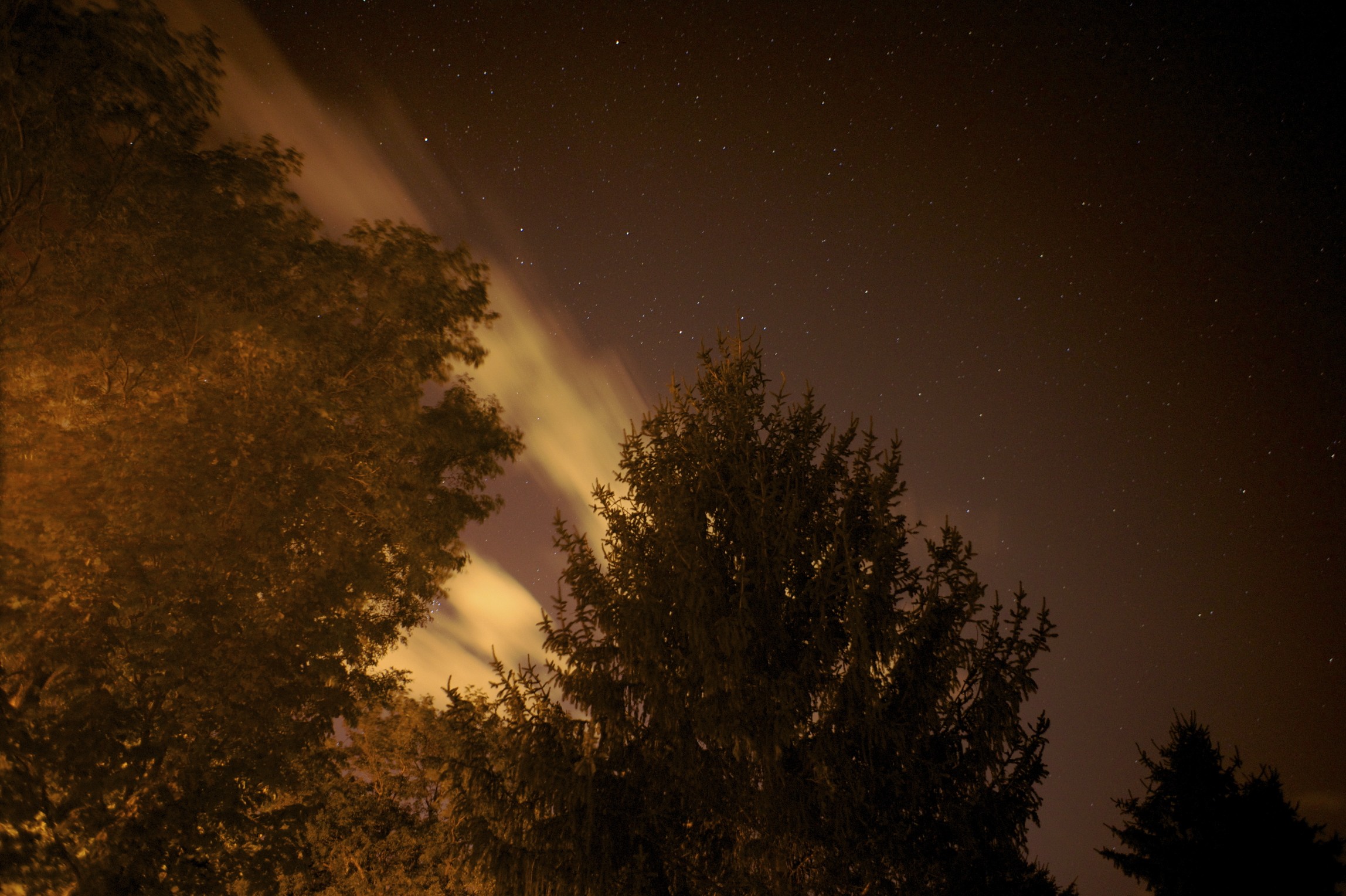 stars and trees in the dark on the night sky