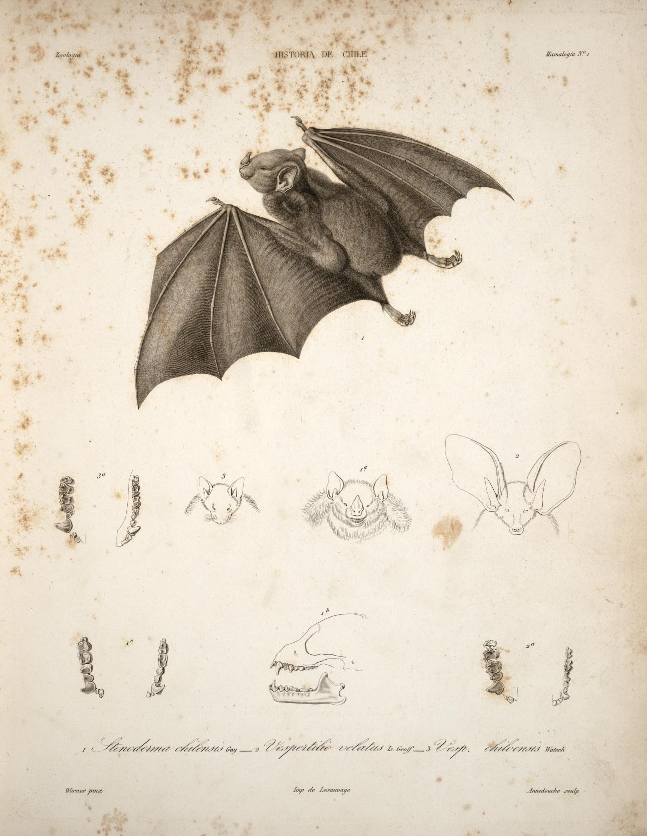 a bat is flying with wings extended, and four other illustrations