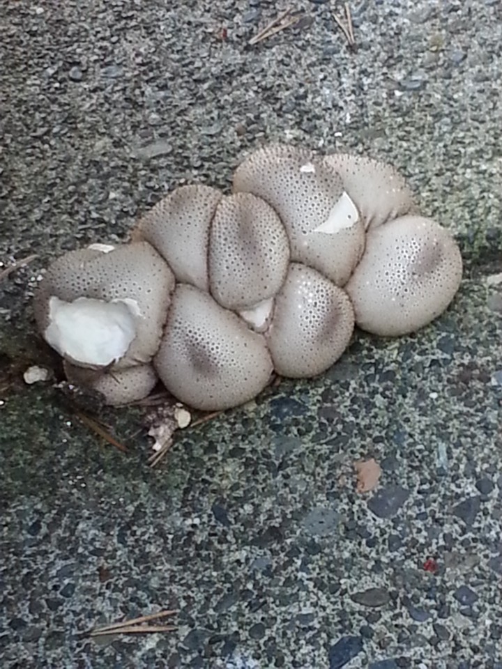 a close up of a group of mushrooms on the ground