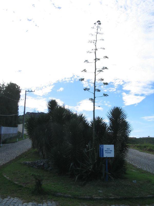 trees on the side of the road near a sign