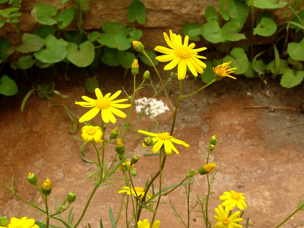 a cluster of yellow wildflowers are in bloom