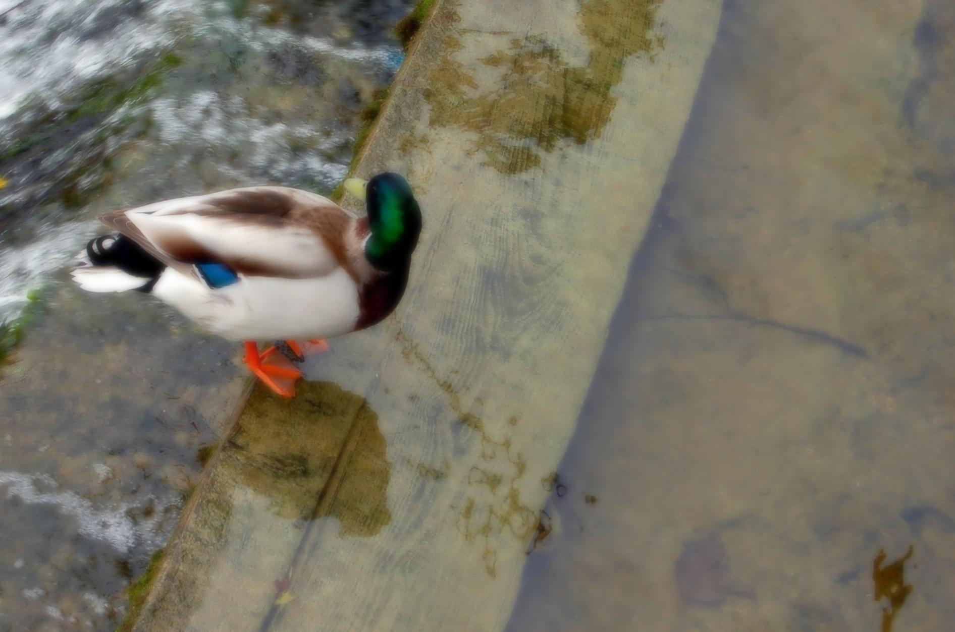 a duck with green wings walking along the ground