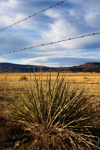a desert like landscape with a field of grass and a barbed wire fence