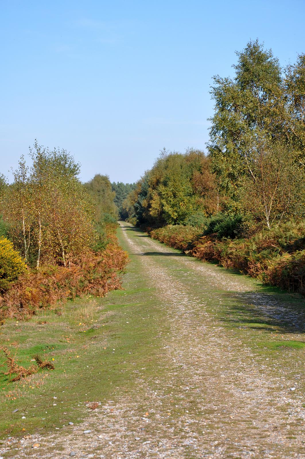 dirt path in between grass and trees in front of blue sky