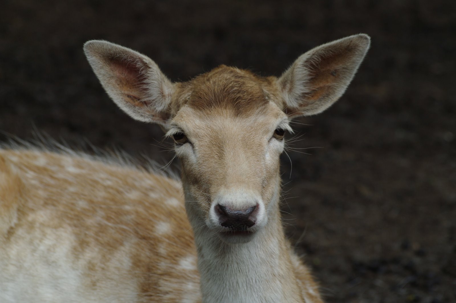 a small white - fronted deer staring straight into the camera