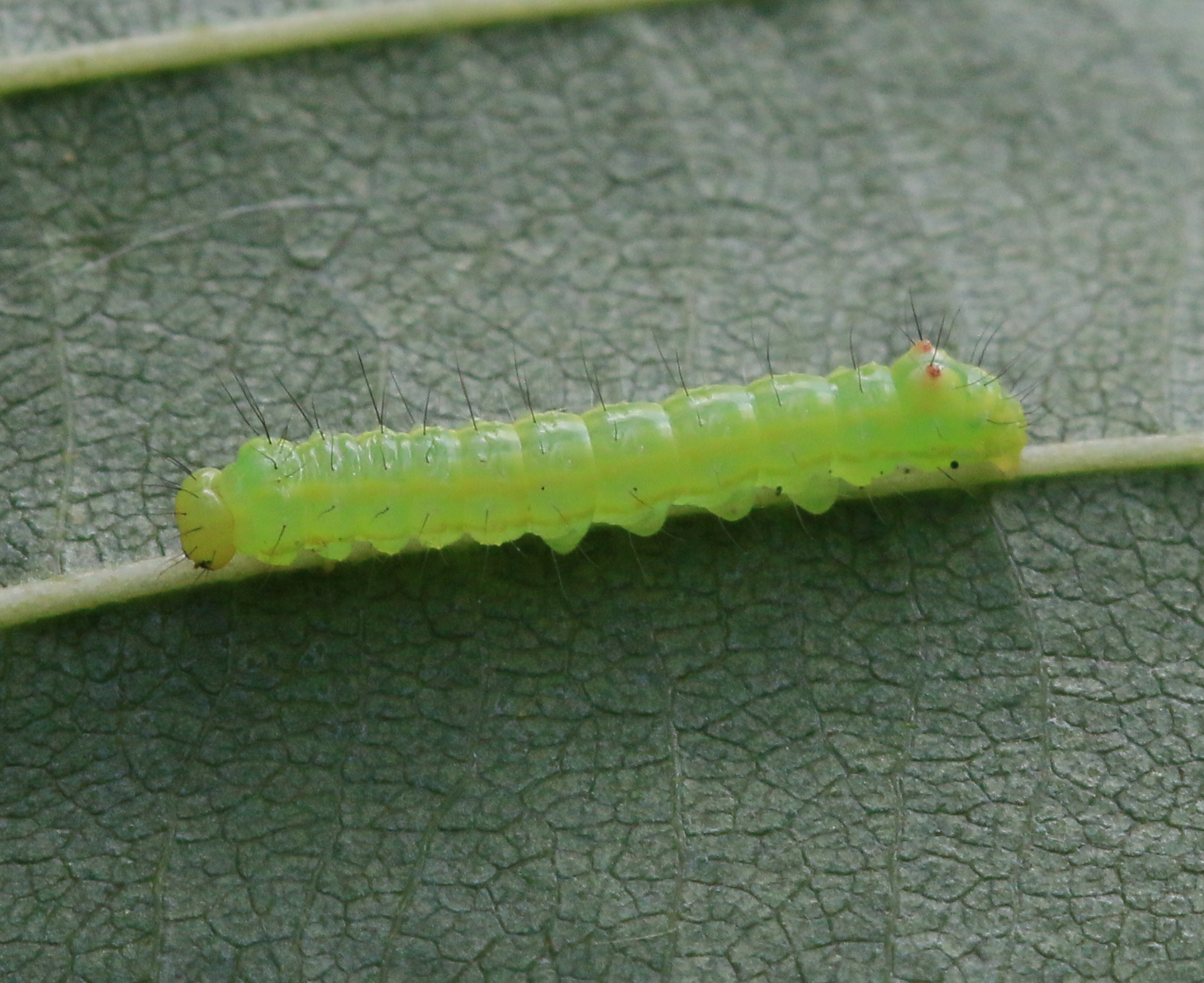 a close up of a green caterpillar on a leaf