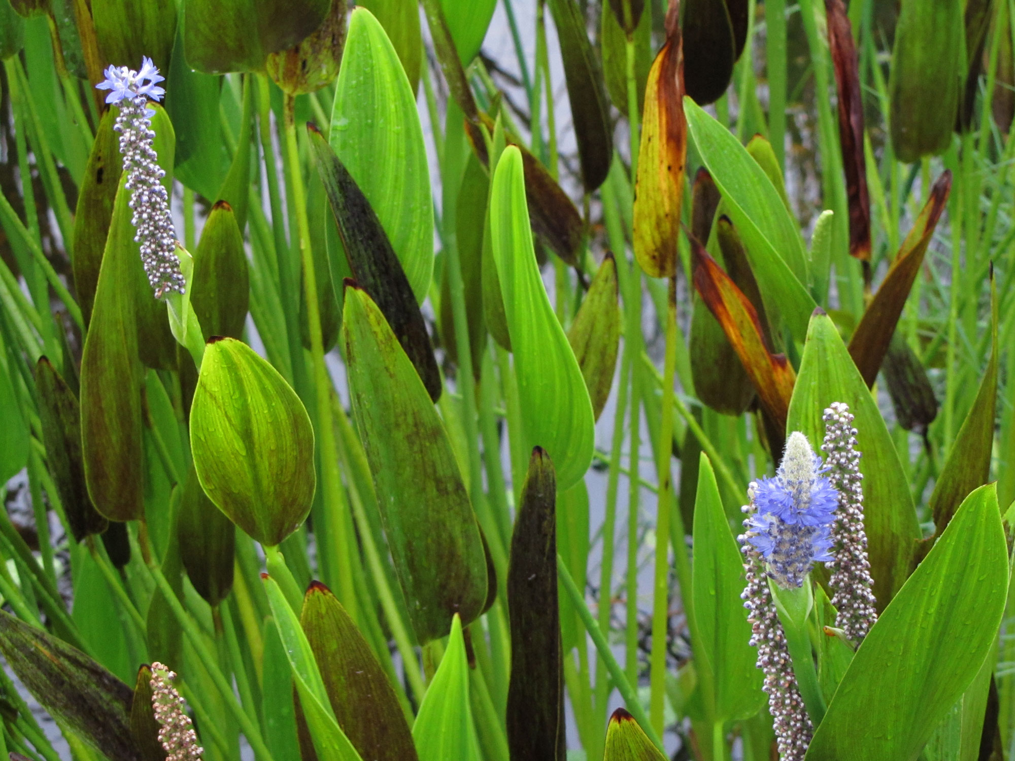 a bunch of green grass with purple flowers