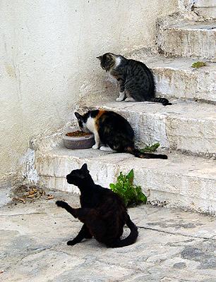 two cats sitting on steps eating out of a bowl