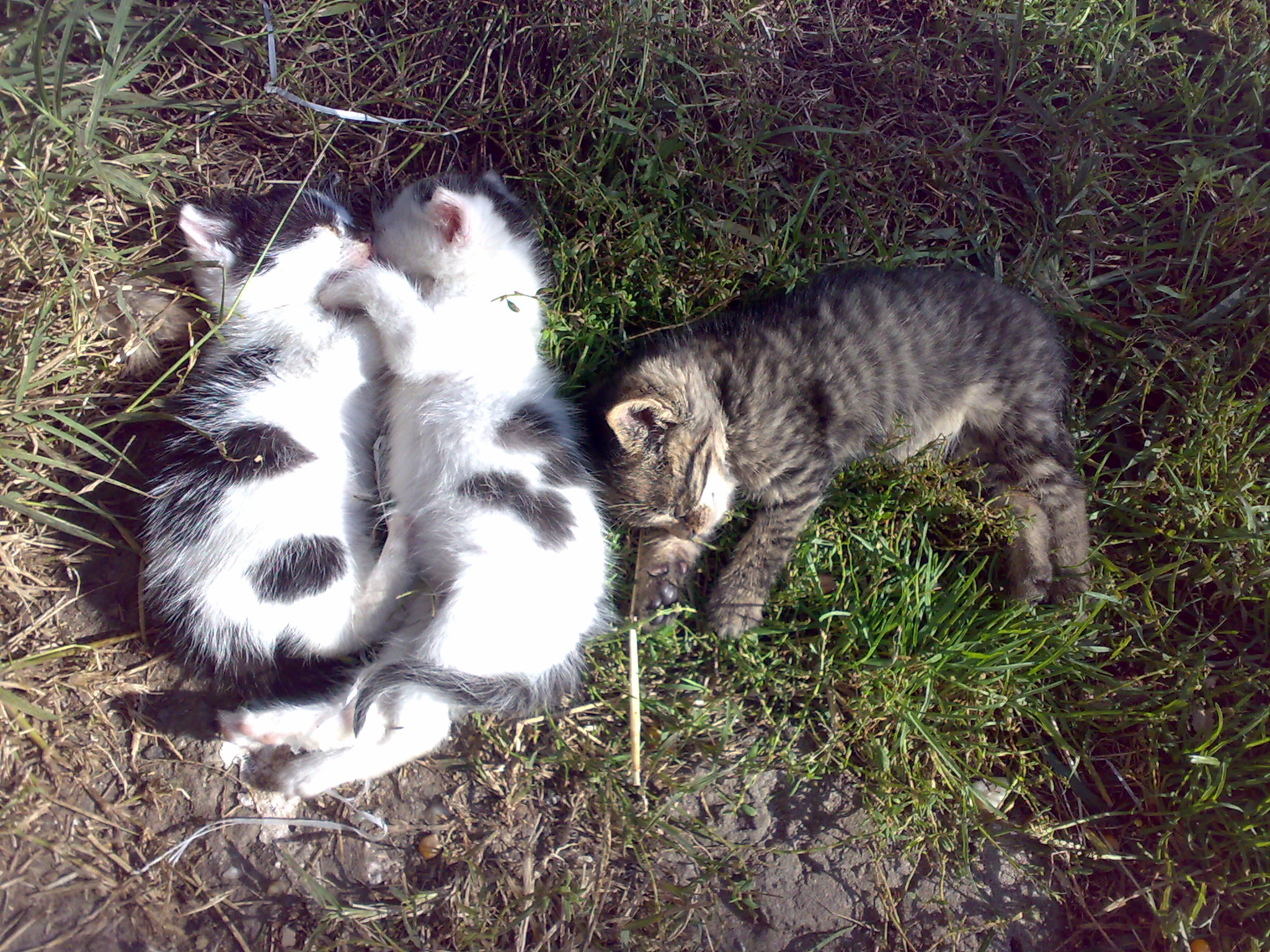 a cat that is laying down with it's head inside the  of two cats