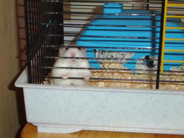 a couple of hamsters are inside their cage