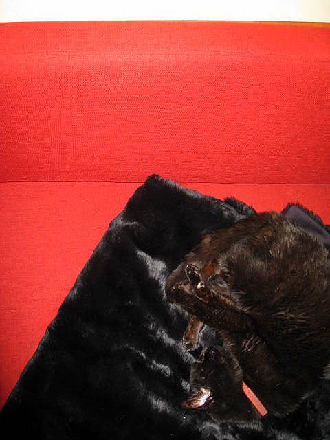 a brown cat resting on a black furry blanket on a red chair