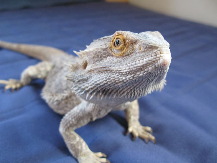 a lizard sits on the blue sheets with one eye opened