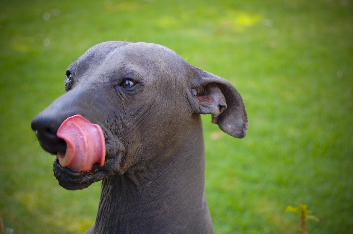 the small gray dog is sticking his tongue out