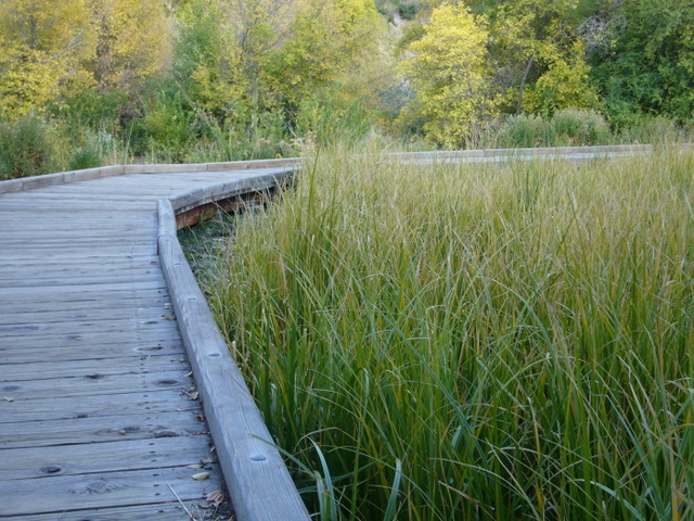 there is a wooden boardwalk leading into the water