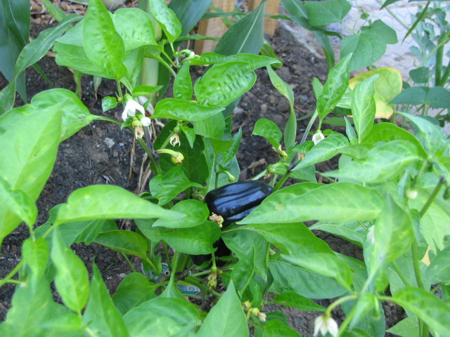a striped bug on a plant with flowers