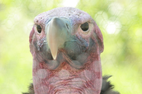 close up of a turkeys face with green blurred background