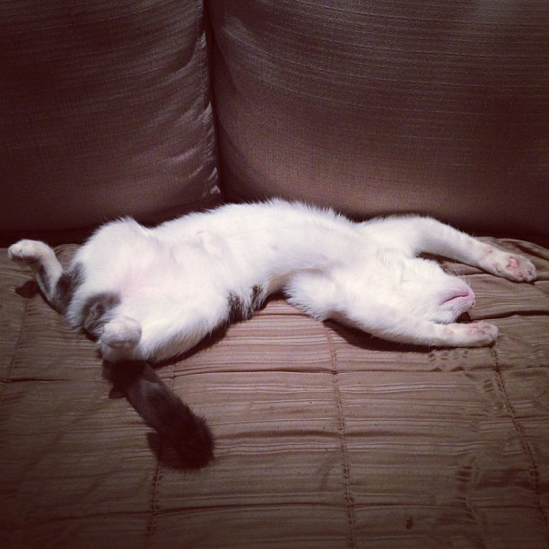 a white cat lying on top of a brown couch