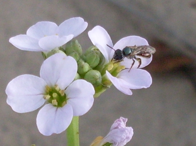 small insect on flower with concrete ground in background