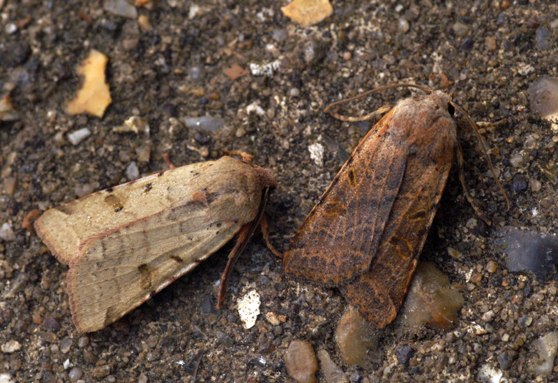 a brown insect and another brown insect on the ground