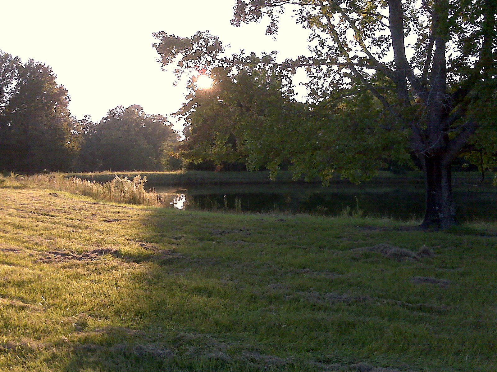 the sun is shining over the woods and trees