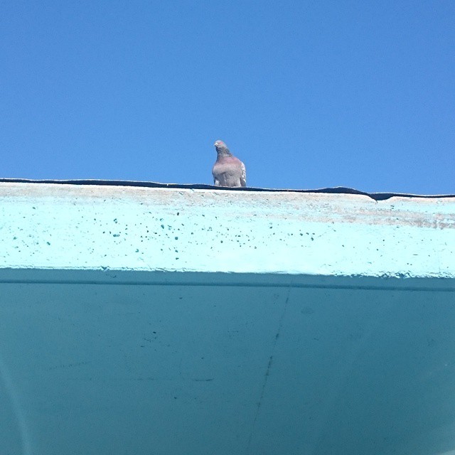 a bird is sitting on a ledge of a building