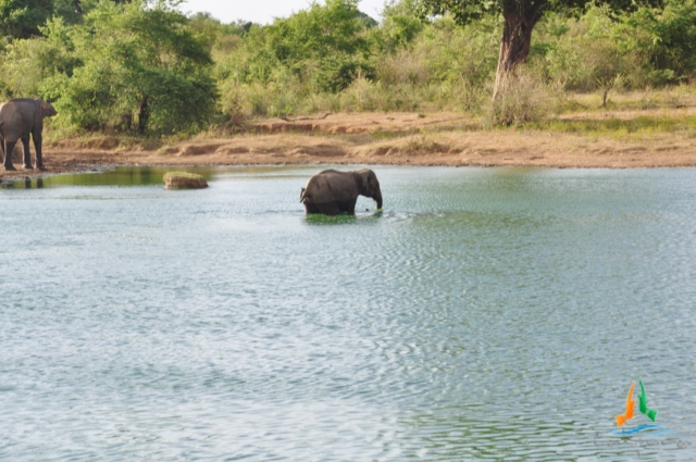 two elephants in the water near trees and bushes