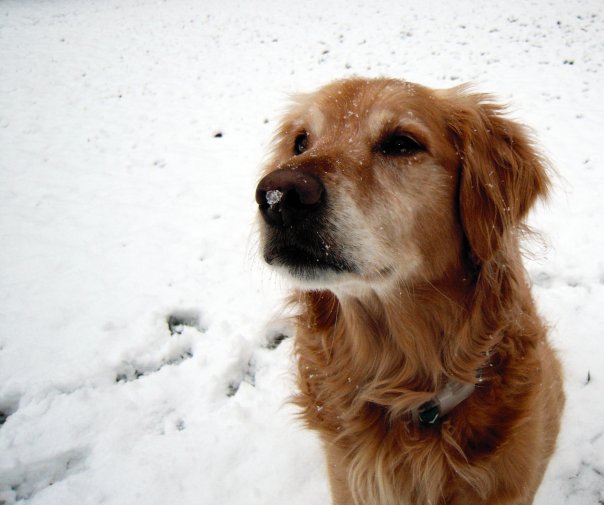a dog looking at the camera and standing in the snow