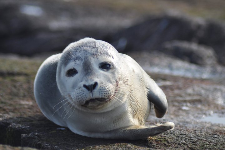 a harbor seal is lying on the sand