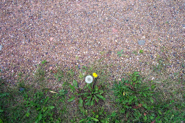 a lonely yellow and white flower is sticking out of some green grass