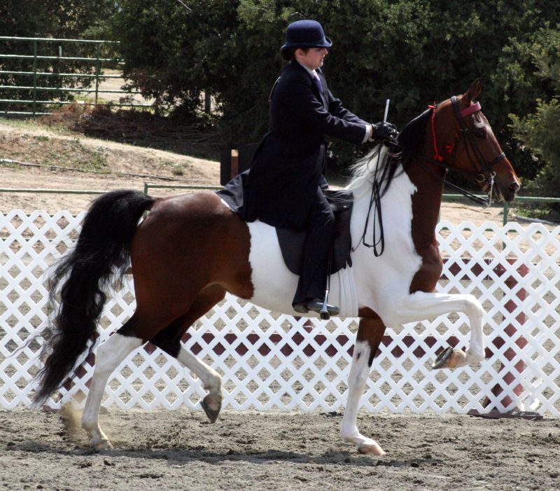 a person riding a horse in an arena